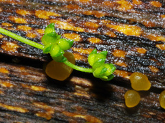 Ranunculus sessiliflorus