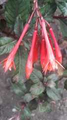 Fuchsia boliviana