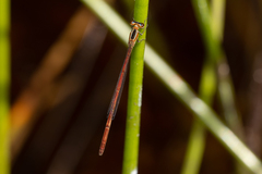 Argiocnemis rubescens