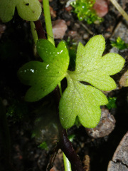 Ranunculus sessiliflorus