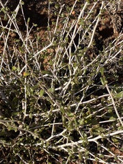 Ceanothus cuneatus