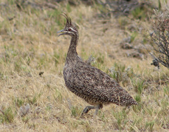 Eudromia elegans