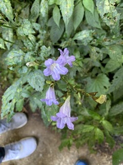 Strobilanthes