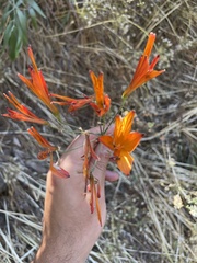 Alstroemeria ligtu simsii