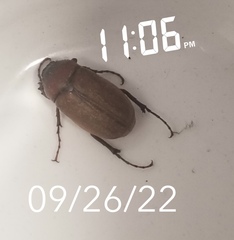 Phyllophaga
