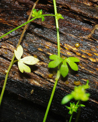 Ranunculus sessiliflorus