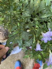 Strobilanthes