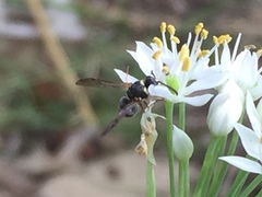 Parancistrocerus minimoferus