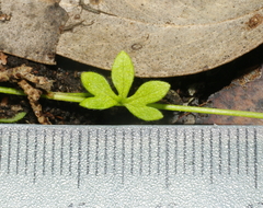 Ranunculus sessiliflorus