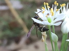 Parancistrocerus minimoferus