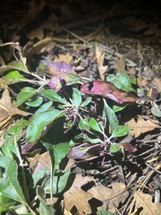 Eriogonum wootonii