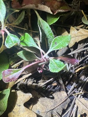 Eriogonum wootonii