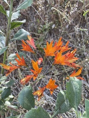 Alstroemeria ligtu