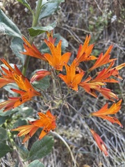 Alstroemeria ligtu