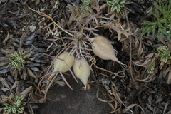 Oxytropis sobolevskajae