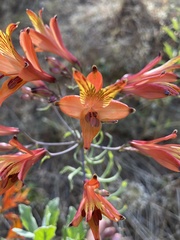 Alstroemeria ligtu