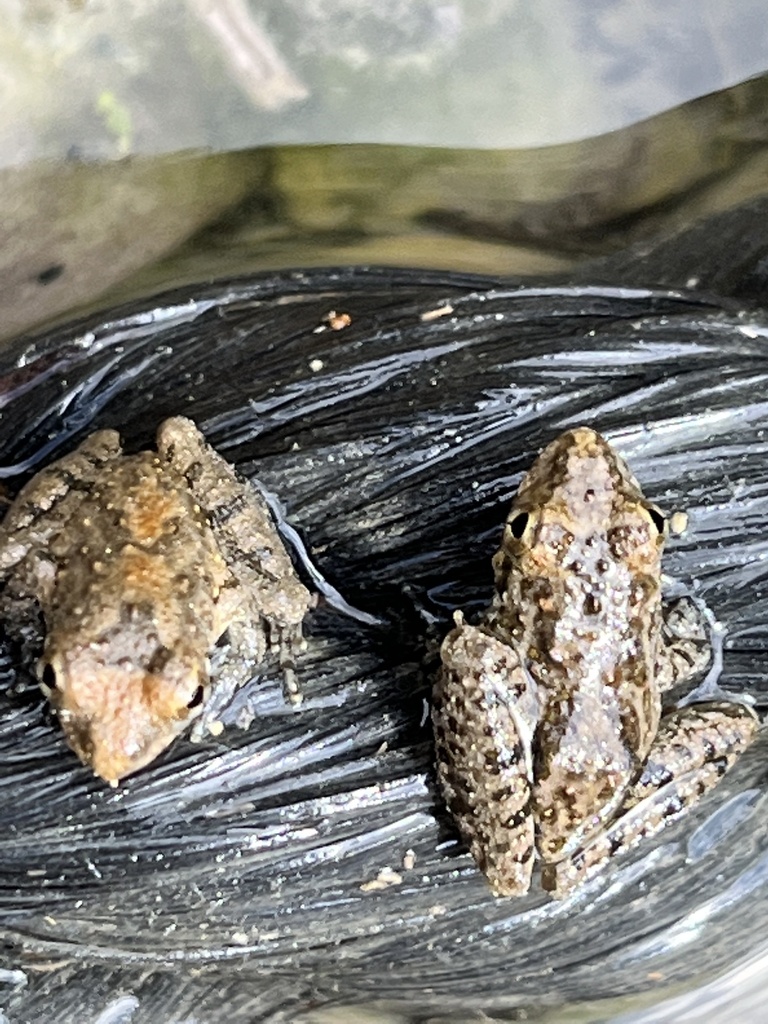 Blanchard's Cricket Frog from Hamilton Pool, Dripping Springs, TX, US ...