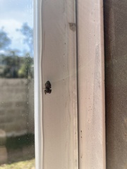 Phidippus octopunctatus