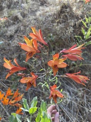 Alstroemeria ligtu