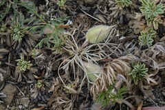 Oxytropis sobolevskajae