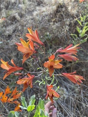 Alstroemeria ligtu