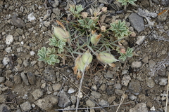 Oxytropis sobolevskajae