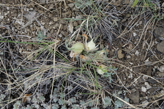 Oxytropis sobolevskajae