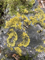 Xanthoria parietina