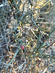 Ephedra americana
