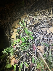 Eriogonum wootonii