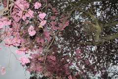 Chionanthus pubescens