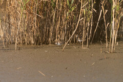 Charadriiformes