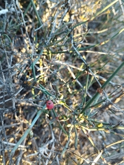 Ephedra americana