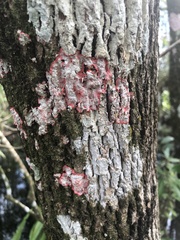 Herpothallon rubrocinctum