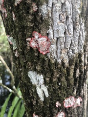 Herpothallon rubrocinctum