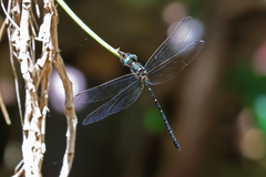 Eusynthemis nigra