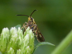 Carmenta tildeni