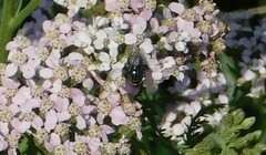 Cochliomyia