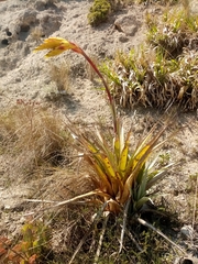 Tillandsia lajensis