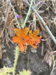 Alstroemeria ligtu