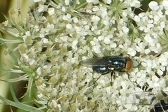 Cochliomyia