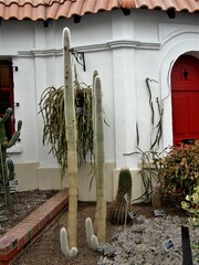 Cleistocactus strausii