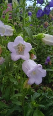 Campanula