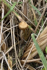 Psilocybe azurescens