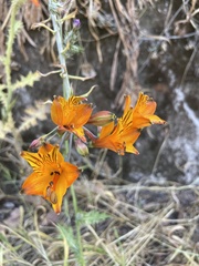 Alstroemeria ligtu