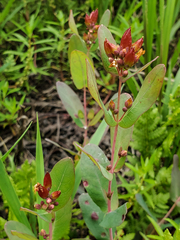 Hypericum fraseri