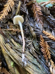 Verrucosporaceae