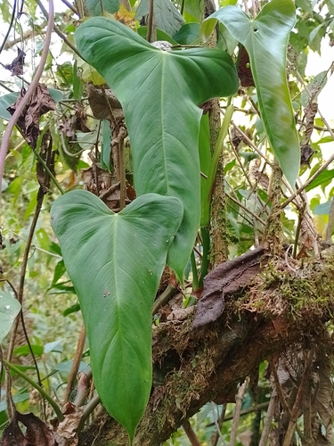 Philodendron balaoanum