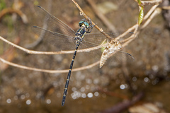 Eusynthemis nigra