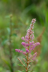 Spiraea tomentosa